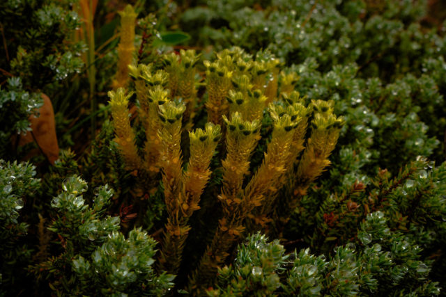 Lycopode &eacute;mergeant d&rsquo;un tapis de mousses dans un milieu bor&eacute;al humide aux Lofoten, Norv&egrave;ge