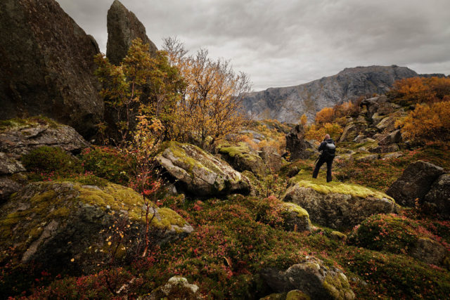 Photographe &eacute;voluant dans un chaos rocheux et une v&eacute;g&eacute;tation bor&eacute;ale automnale aux Lofoten, Norv&egrave;ge