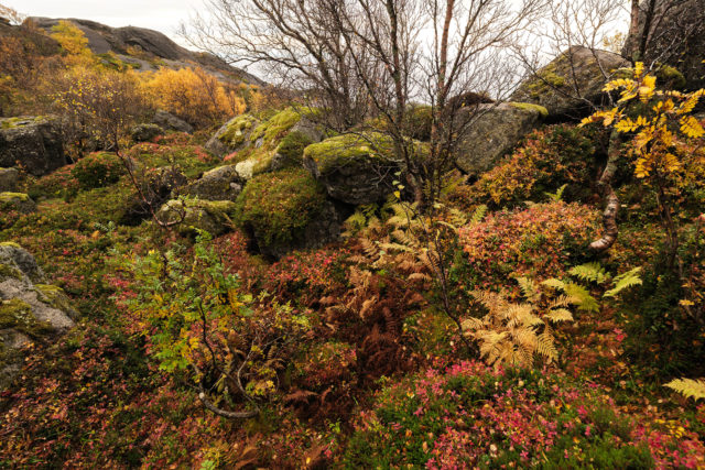V&eacute;g&eacute;tation bor&eacute;ale automnale m&ecirc;lant foug&egrave;res, arbustes et rochers dans les Lofoten