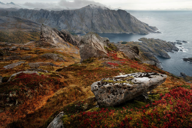 Chaos rocheux couvert de myrtilliers dominant la c&ocirc;te au-dessus de Nusfjord, aux Lofoten
