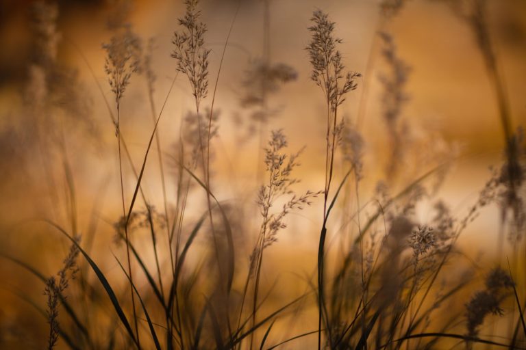 graminees-flore-haute-savoie-automne