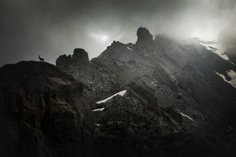 photo crête bouquetin frête du grenier grenairon cheval blanc sixt