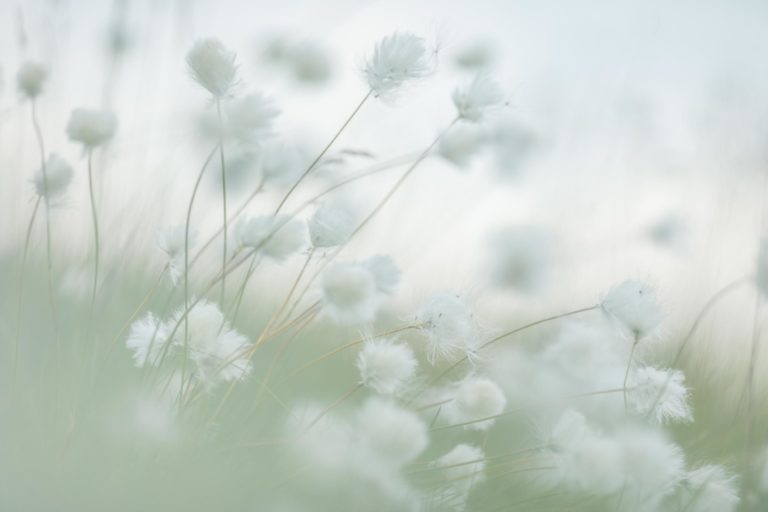 linaigrettes-cenise-fleurs-montagne