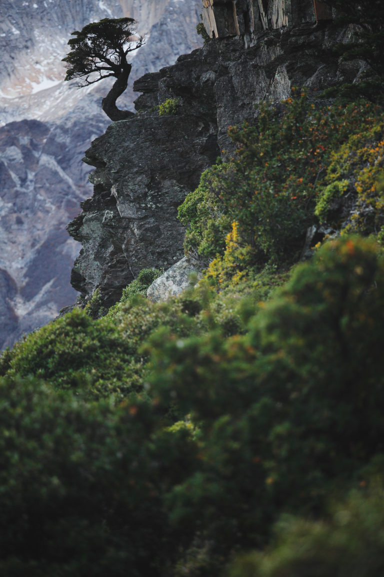 6446-2013 patagonie-arbre-falaise-torresdelpaine