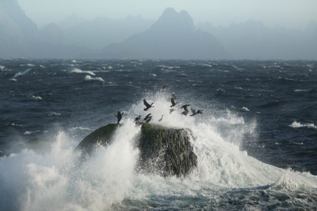 Cormorans s&rsquo;envolant d&rsquo;un rocher battu par les vagues sur la c&ocirc;te des Lofoten, en Norv&egrave;ge