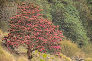 6500-2017 rhododendron chargé de fleurs népal annapurnas