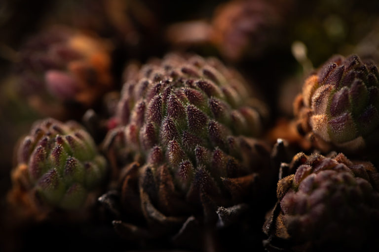 6712-saxifrage-details-automne