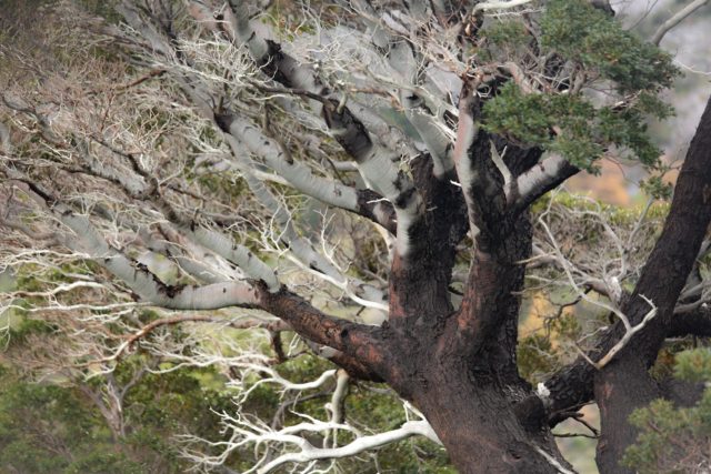 7194-2014 arbre-patagonie-chili-torresdelpaine