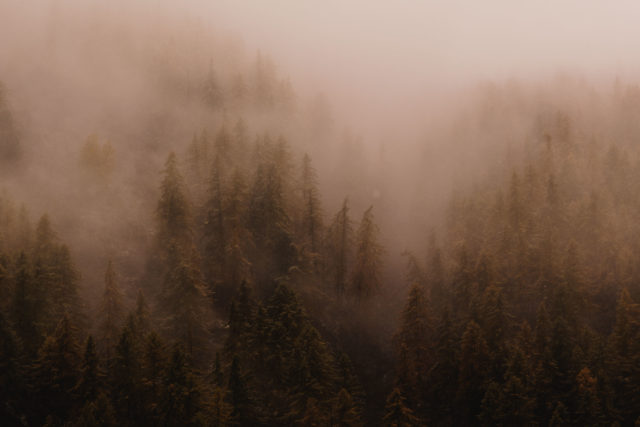 Mélèzes dans la brume – Vallée de la Clarée Mélèzes enveloppés de brume en Vallée de la Clarée, Hautes-Alpes