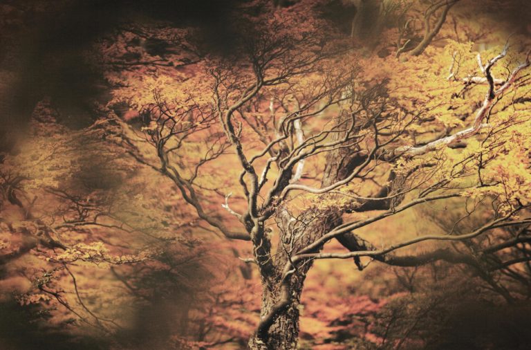 arbre-de-feu-patagonie-val del frances