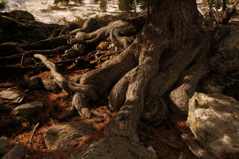 Racines racines dans la vallée de la clarée