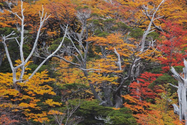 7386-2012 foret multi colore patagonie patern