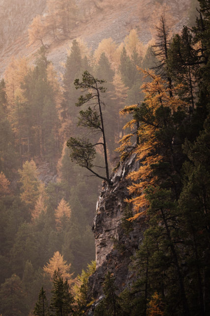 Forêt de mélèzes en automne – Vallée étroite, Hautes-Alpes Forêt de mélèzes dorés dans la brume en Vallée étroite, Hautes-Alpes