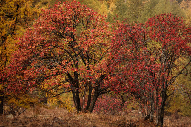 Sorbiers en automne – Vallée Étroite Sorbiers aux feuillages rouges dans la Vallée Étroite, massif des Cerces, Hautes-Alpes
