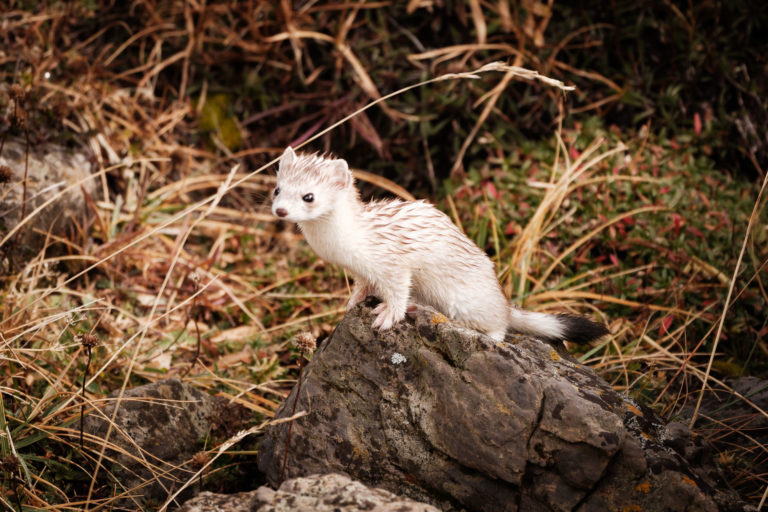 Hermine mouillée hermine mouillée vallon de la tavernette
