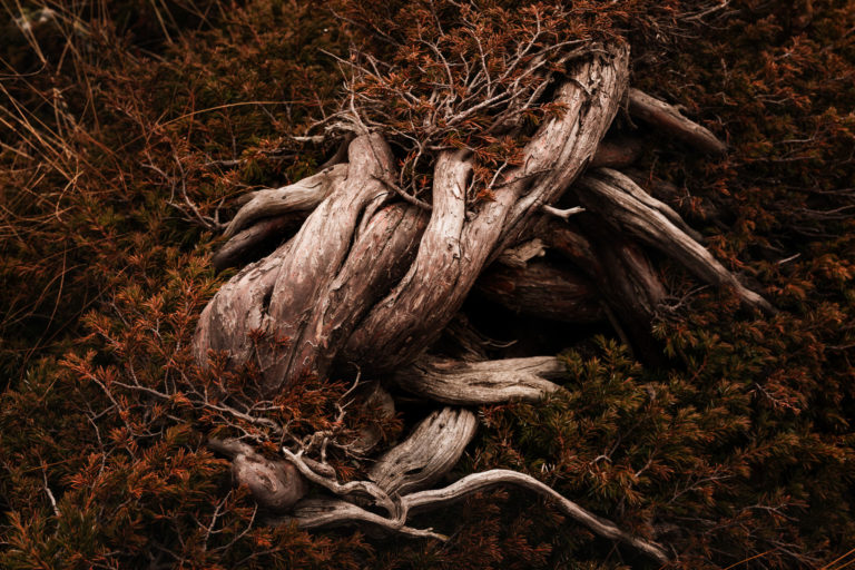 Genévrier rampant branche de genévrier rampant dans la vallée étroite