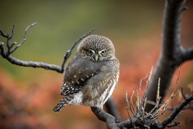 7912-2014 patagonie-chouette-chuncho-torresdelpaine