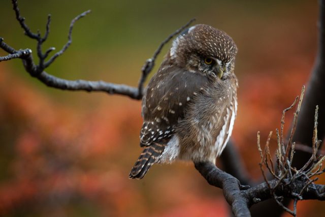 7917-2014 patagonie-chouette-chuncho-torresdelpaine