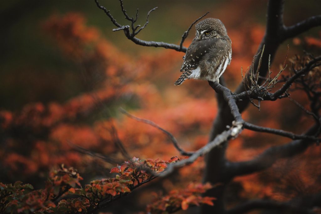 Chuncho chouette patagonie rouge automne chili