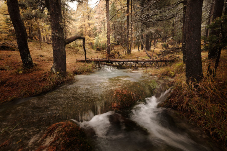 ruisseau de la vallée étroite forêt de la vallée étroite et son petit ruisseau
