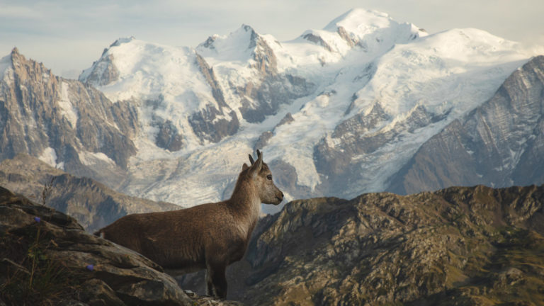 8102-bouquetin-col-anterne-mont-blanc