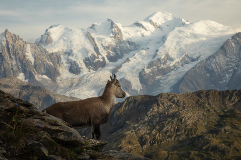 bouquetin-jeune-massif-montblanc-col-anterne