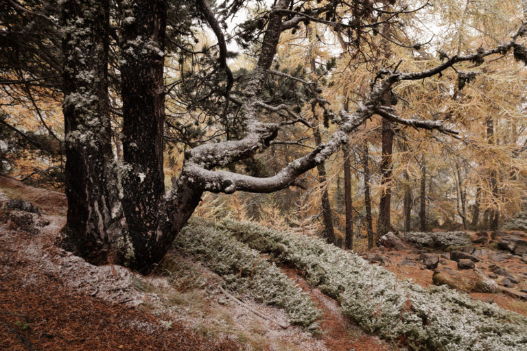 Forêt de la vallée étroite forêt de la vallée étroite, saupoudrage neige