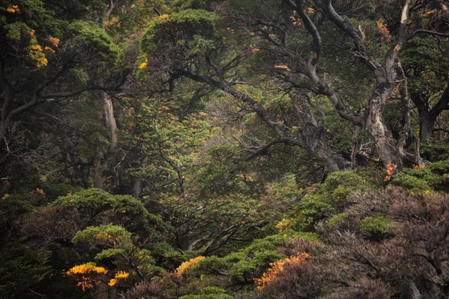 Enchevêtrements foret patagonie refugio los cuernos brocolis
