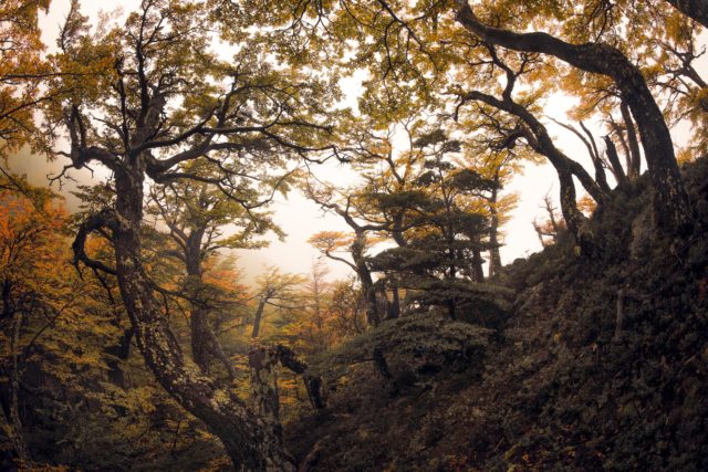 Rassemblement sylvestre foret-patagonie-chili-fisheye