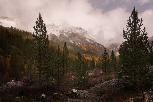 Brume sur le Bois des Oules – Région de Cervière Forêt de pins et mélèzes dans la brume au Bois des Oules, près de Cervière, Hautes-Alpes