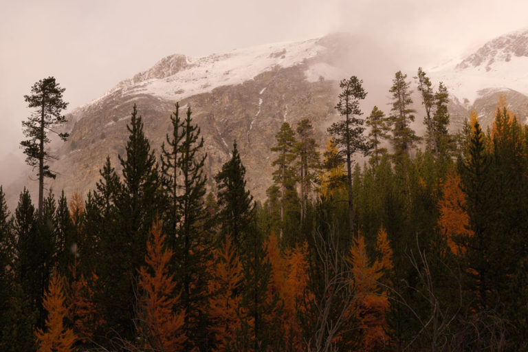 Foret dans la région de Cervière mélange de pins et mélèzes, Cervières, briançonnais