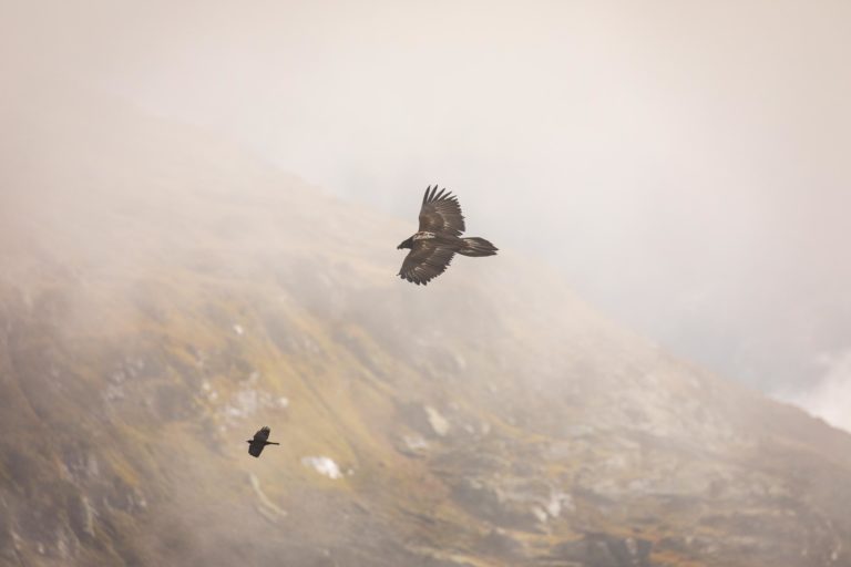 gypaete-noir-anterne-pormenaz-brume