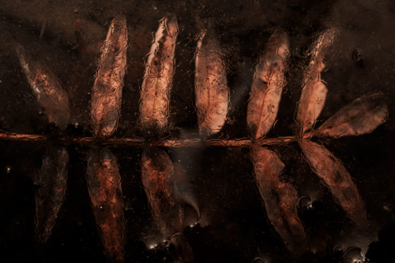 8633-detail-abstrait-feuille