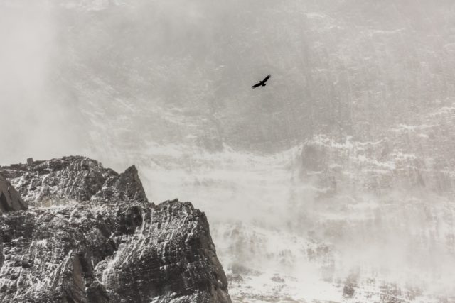 8980 condor-textures-abstrait-patagonie-torresdelapaine-cuernos