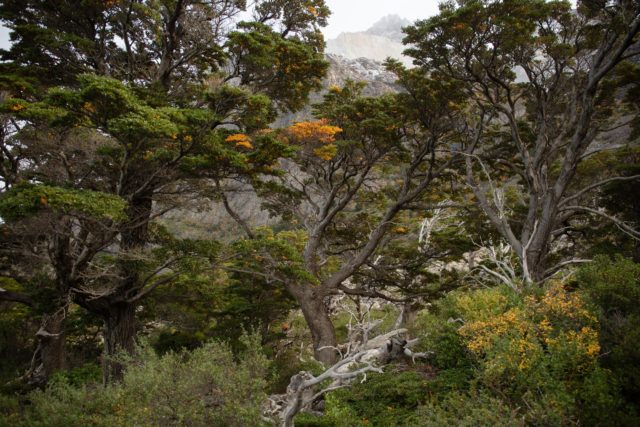 9270-2014 patagonie-foret-chili-torresdelpaine