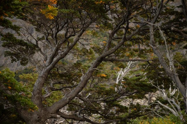 9271-2014 patagonie-foret-chili-torresdelpaine