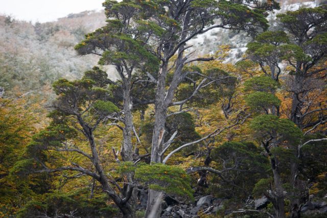 9367-2014 patagonie-foret-chili-torresdelpaine