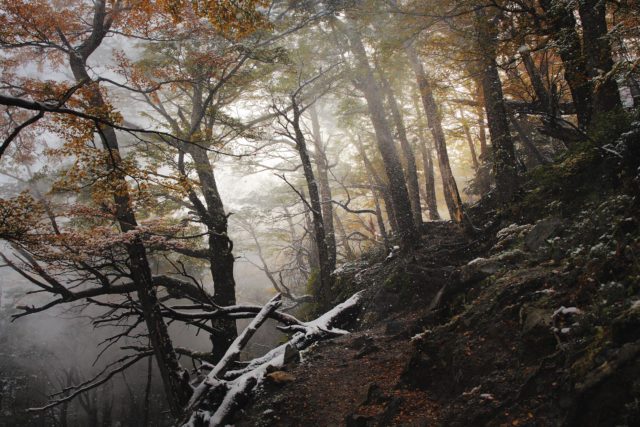 La Forêt-Tempête foret-tempete-patagonie-torresdelpaine