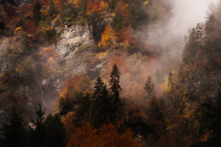 9529-foret-automne-sixt-fer-a-cheval-haut-giffre