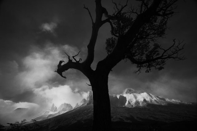 L'Arbre Gardien BW-arbre-guardien-patagonie-valleedesfrancais