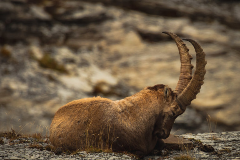 bouquetin-alpes-bouc-ibex