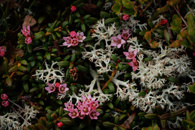 9836-fleur-detail-macro