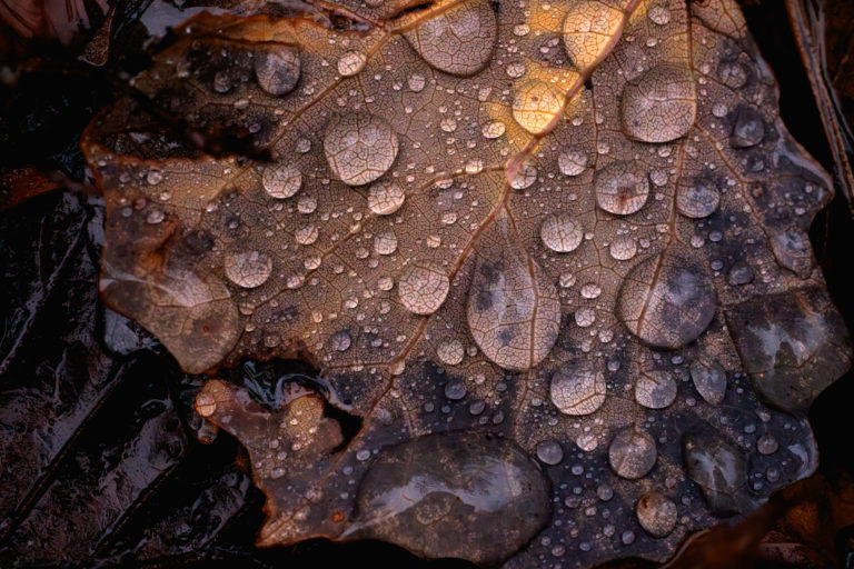9916-details-feuille-goutte