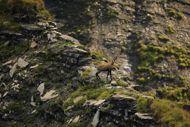 chamois-hautgiffre-croixfrete