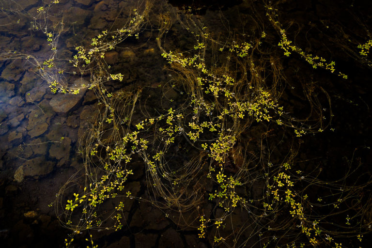 9961-detail-abstrait-nature-claree