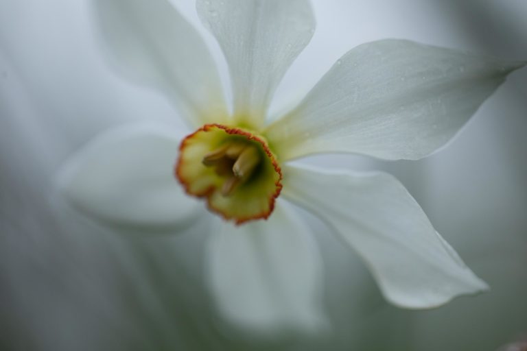 narcisse-fleur-montagne-printemps-macro