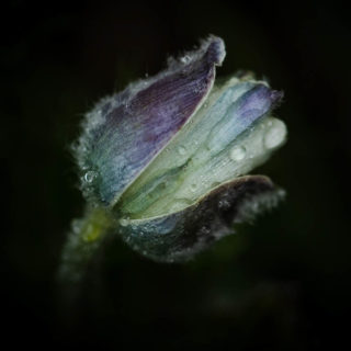 Inflorescence