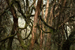 Annapurnas_5868 Annapurnas_5868