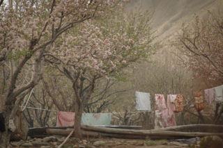 Mustang_7750 Mustang_7750