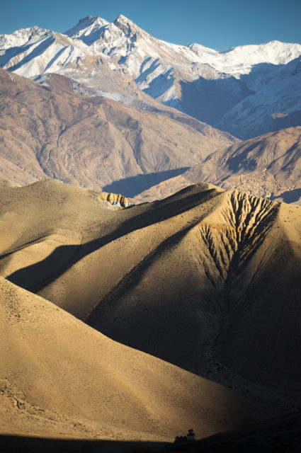 Mustang_8316 Mustang_8316